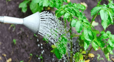 Jak se vypořádat s plísní bramboru, popis a léčba choroby